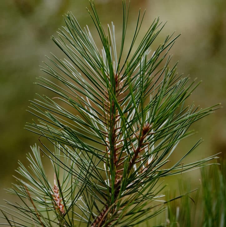 Drought Stress in High Elevation Pines